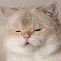 Tác giả siu cute