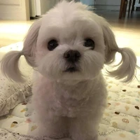 Con ẻ bị bede quật