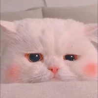 Mèo cute ❤