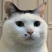 Y/n