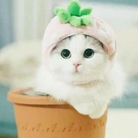 Mèo ( tác giả )