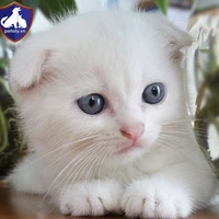 Mèo con