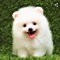 Chó nhỏ cute