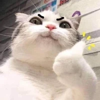 Y/n
