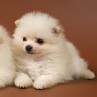 Kiki (Pet của nam 9)