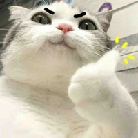 Y/n