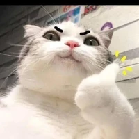 Tg bị ngáo
