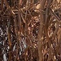 Thầy Cô