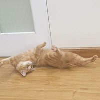 ginger