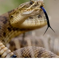 snake