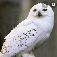 hegwid