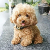 - Tiểu Cần