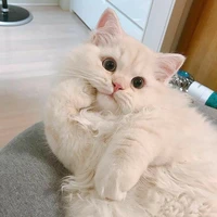 Hạ Nhi