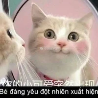 Tác giả cute