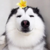 tg ngầu như bồn cầu