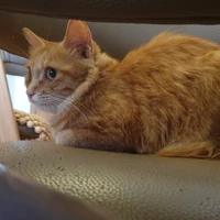 ginger