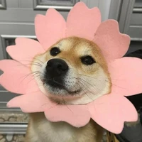 Au : Shiba đây ♡♡
