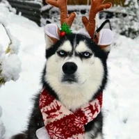 tác giả thân mến