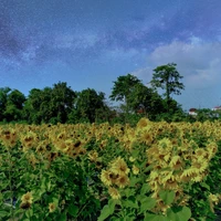 Thiên Binh Thiên Tướng