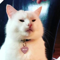 tác giả ngáo mèo