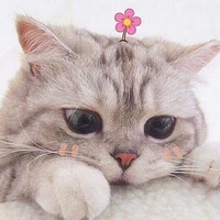 Tác giả cute hột me