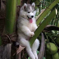 husky ngáo :)))