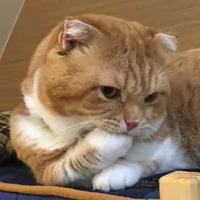 Y/n