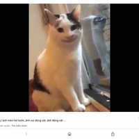 con mồm lèo của hary