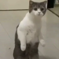 Ami(tác giả )