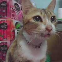 Mèo lili🐱 