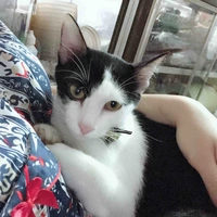 Mèo mix🐈 