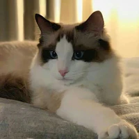 Luca