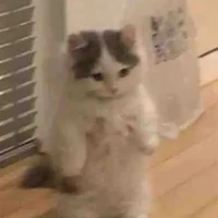 Mốc🐱