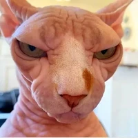 ng a mèo tên Cu