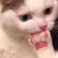 Y/n