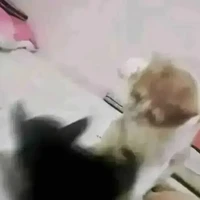 Tác giả:3