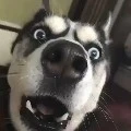 Boby ( con choá hàng xóm )
