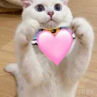 các bạn