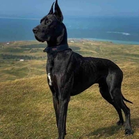Lu