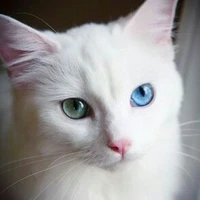 mèo:)