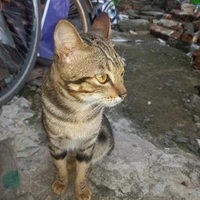 MèocủaSnow