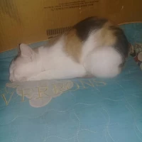 chôm chôm  (ngọc)