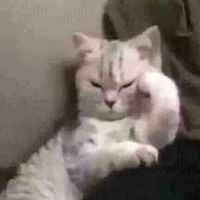 Cô Tư hóng hớt