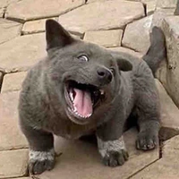 Con chó cân mọi loại chó