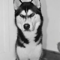 bướm nhà bà tám