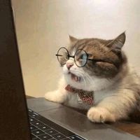 Pé mèo chăm chỉ