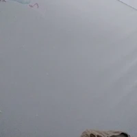 popy pomfrey