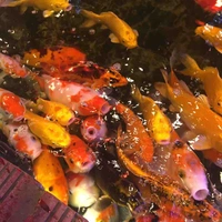 Quản gia và người hầu