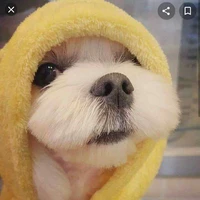 Dalgom
