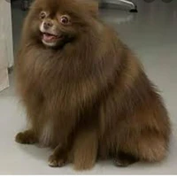 Kuma
